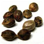 Семена марихуаны АК-47  (Seeds AK-47) в Приморске